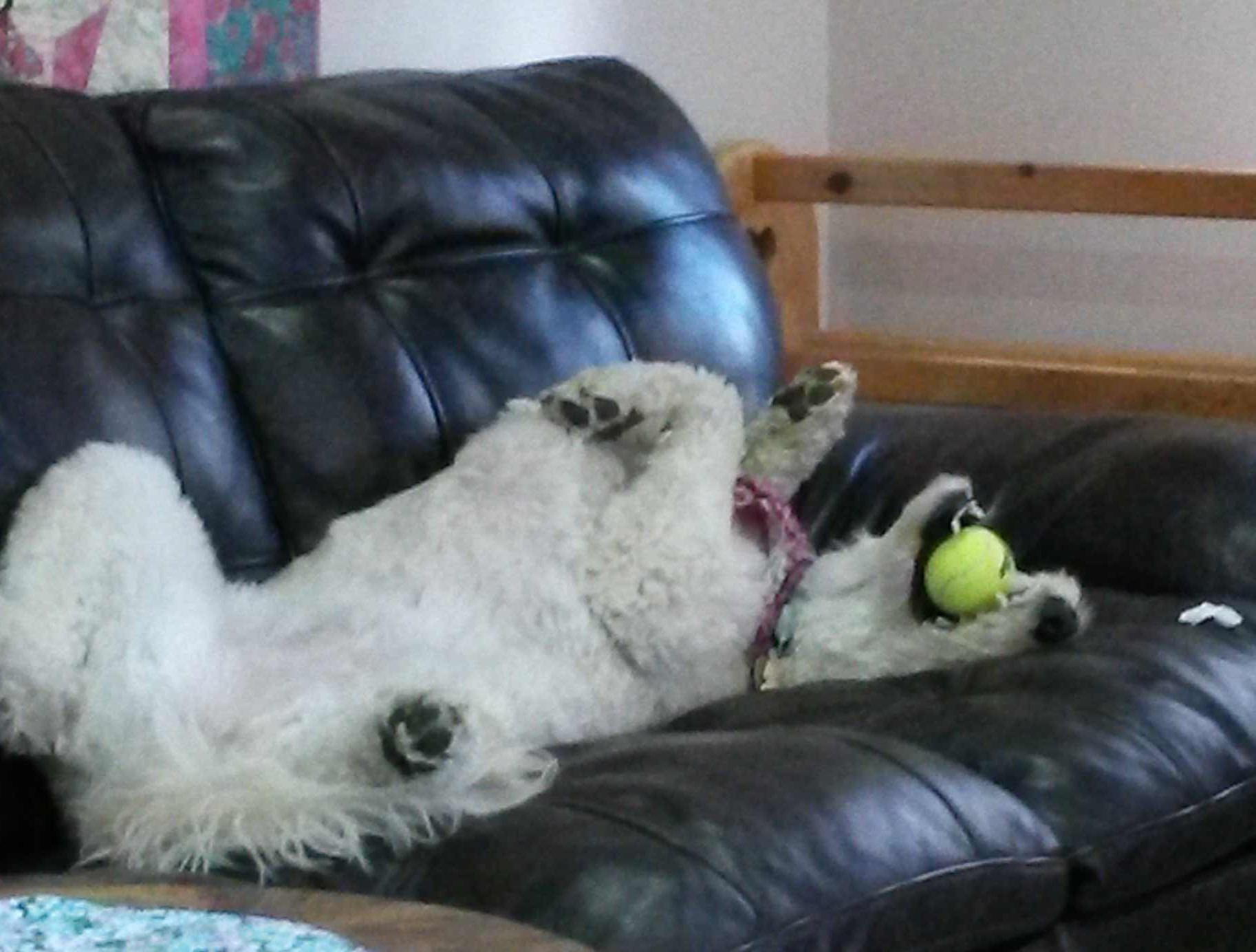 This is my dog, Hailey